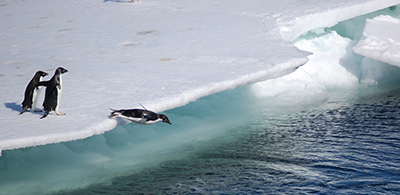 penguins diving