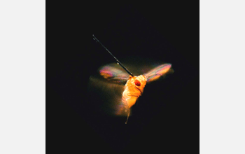 A fruit fly (<em>Drosophila melanogaster</em>) tethered to a thin steel rod