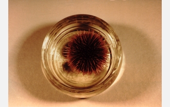 A sea urchin from the Pacific Coast of North America