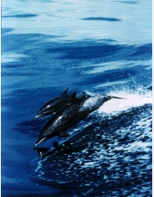 Spotted dolphins leap out of the water