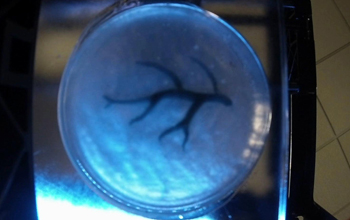 sample tissue in a petri dish