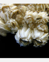 A balanus barnacle clump