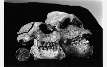 Male and female skulls approximately 32 million years old