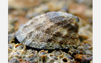 A fingernail limpet species with smooth edges