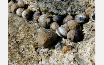Periwinkle Snails (<em>Littorina planaxis</em>) cemented to a rock