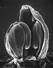 <em>Arabidopsis thaliana</em> in the bud stage