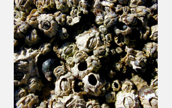 Buckshot barnacles (with a few empty shells)