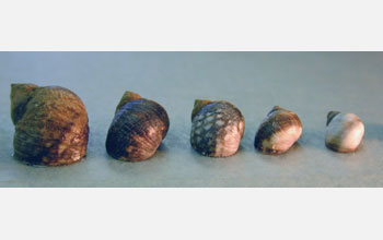 Examples of the assortment of shell colors and patterns of the periwinkle snail