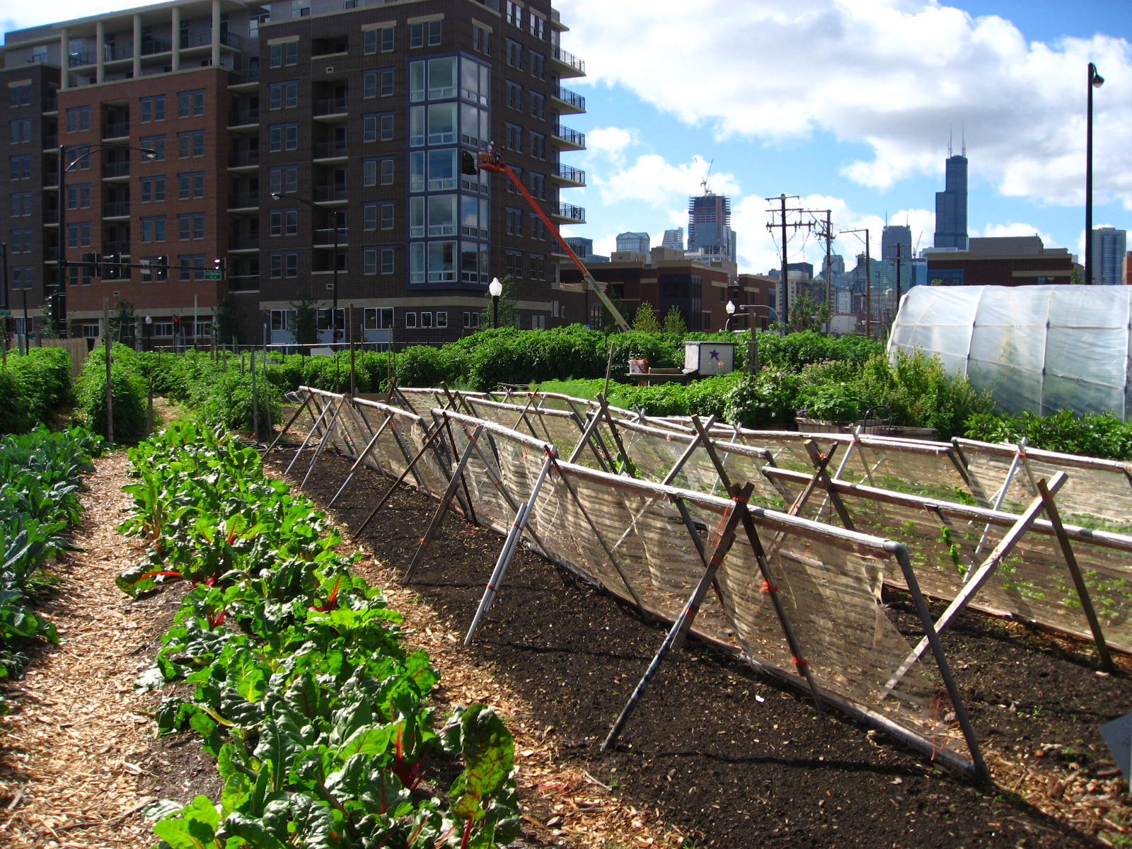 A 1.5-acre parcel of land owned by the City of Chicago and provided to an urban farming initiative.