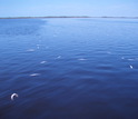 A fish kill in Whitewater Bay, Florida, a few days after the extreme cold settled in.