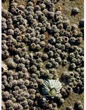 Buckshot barnacles, with one balanus barnacle (at bottom) in the rocks