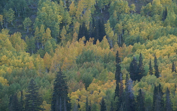 Photo of a pine forest