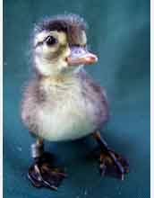 A wood-duck duckling