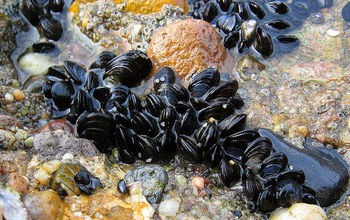 A bed of blue mussels.