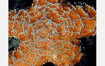 The central disk of ochre sea star; note the sieve plate, just off center