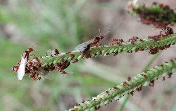 fire ants on a plant