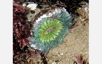 A starburst anemone (<em>Anthopleura sola</em>) with a few acrorhagi inflated