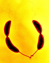 Two cells of the aquatic bacterium Caulobacter crescentus