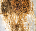 roots from a soybean plant