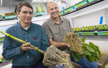 University of Nebraska–Lincoln professors Edgar Cahoon and James Alfano study root systems.