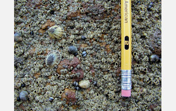 Periwinkle snails, fingernail limpets and buckshot barnacles in the Splash Zone of rocky shores