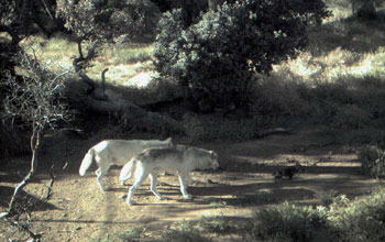 Young wolf pup strolls with it's parents at the California Wolf Center, as seen by HPWREN