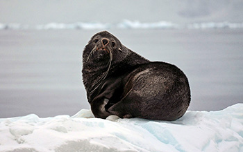 An Antarctic fur seal along the Antarctic Peninsula.