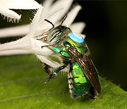 Euglossine bees, shown here, are common pollinators of spiral ginger plants in the Neotropics.