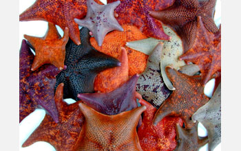 Examples of some of the variety of colors in which bat stars (<em>Patiria miniata</em>) appear