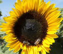 Honeybees visit a mature sunflower. Here, the bees are collecting nectar rather than pollen.