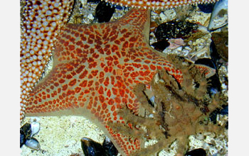 Sea stars (<em>Dermasterias imbricata</em>)