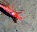 A crustacean on the edge of the Marianas Trench