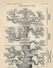 The tree of life as viewed by Ernst Haeckel in his 1879 work The Evolution of Man.