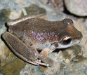 a booroolong frog