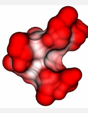 Figure of an active 8 amino acid peptide, with solvent accessible surface shown