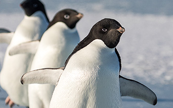 Adelie penguins walk in a line on the ice