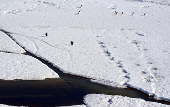 Adelie penguins crossing ice floes