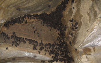 Hibernating bats in the Aeolus Cave in Vermont