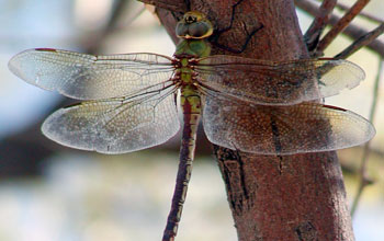 A female common green darner dragonfly