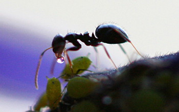 Ants are a model system for studying processes that influence transmission of infectious diseases.