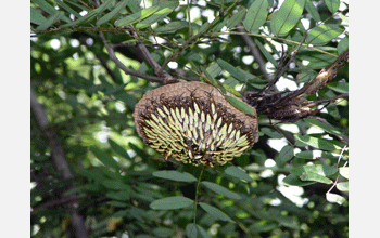 Nest of wasp species <em>Apoica pallens</em>