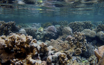 Coral reefs under water