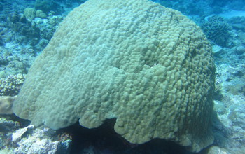Huge Porites corals