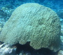 Huge Porites corals