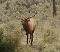 An elk in a forest