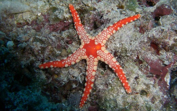 Photo of a starfish on a rock under water