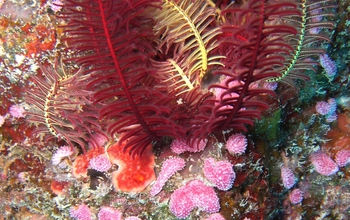 Photo of varios marine organisms in the ocean