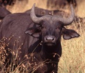 Cape buffalo in the field