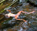 A frog in water