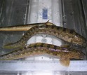 Common eelpout next to a ruler